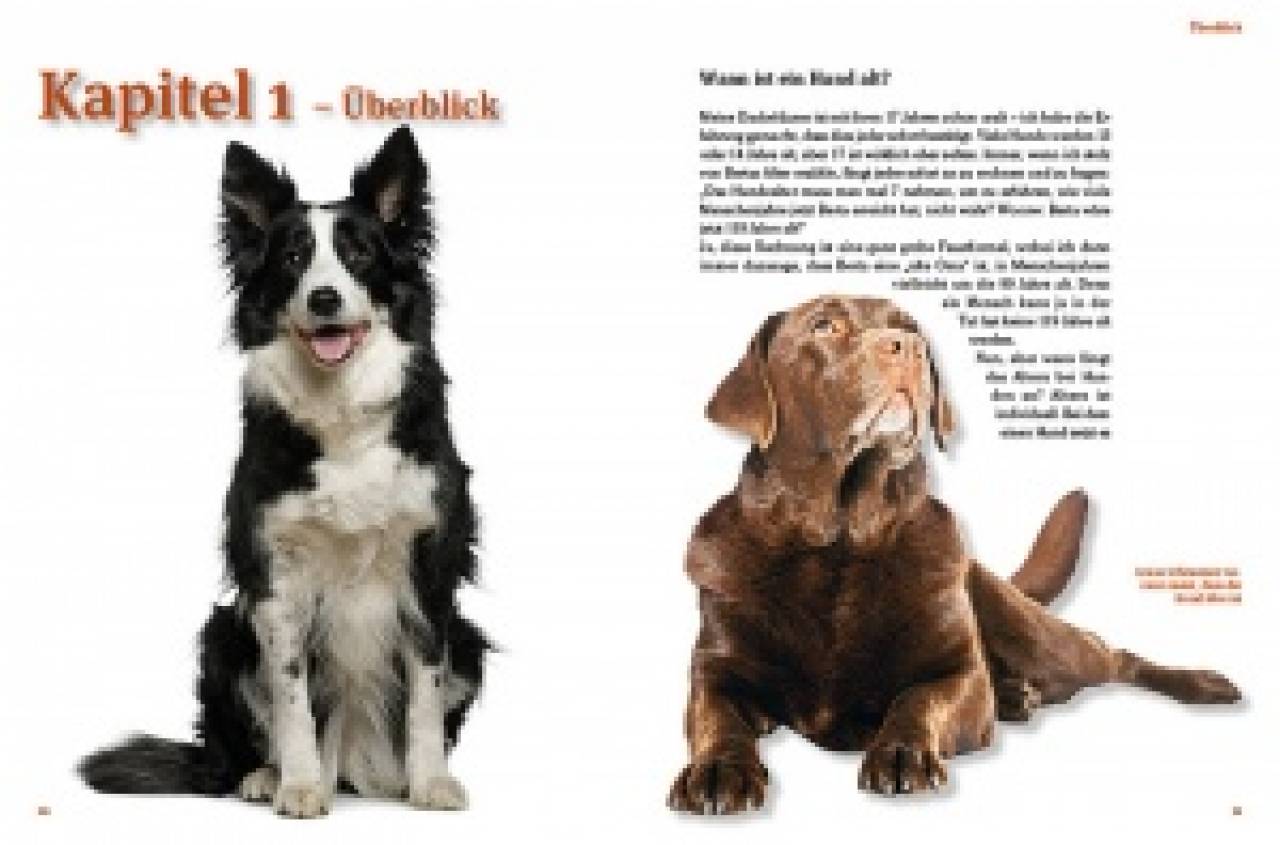 Hunde-Rentner